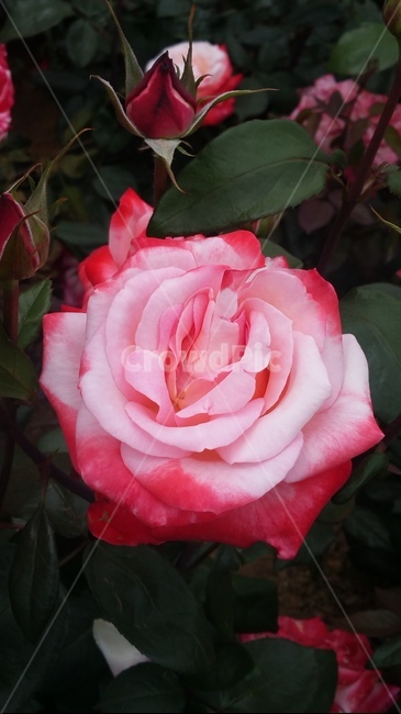 꽃,자연,계절,플라워,아름다움,색감,개화,flower,식물,자연,plants,nature,꽃,flower