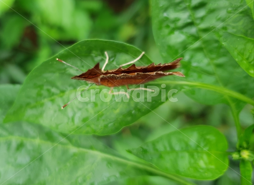 나비,곤충,자연,시골,색감,동물,animal,곤충,벌레,insect,bug