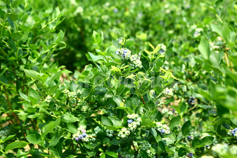 블루베리,베리,과일,나무,식품,농장,과수원,묘목,과수,blueberry,berry,fruit,tree,food,farm,orchard,seedling,fruittree,식물,자연,plants,nature,과일,열매,fruit
