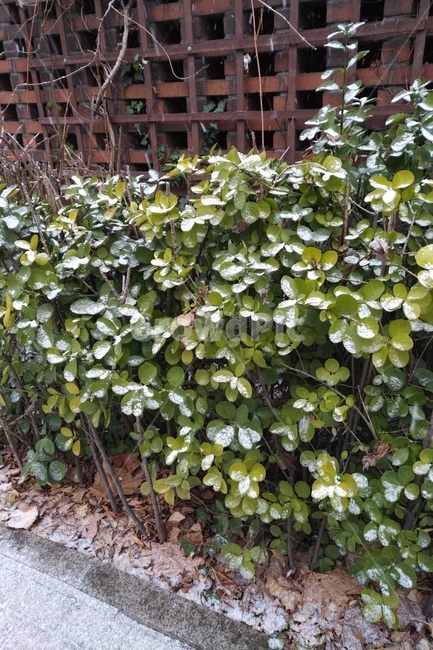 풍경,나무,눈,초록,자연,겨울,계절,winter,season,식물,자연,plants,nature