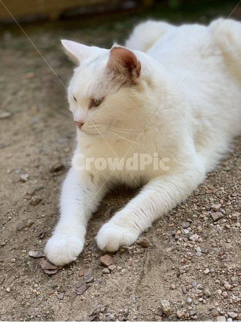 고양이,동물,귀여운,cat,animal,cute,pet,mammal,포유류,동물,animal,포유류,mammal,고양이,cat,kitten,kitty