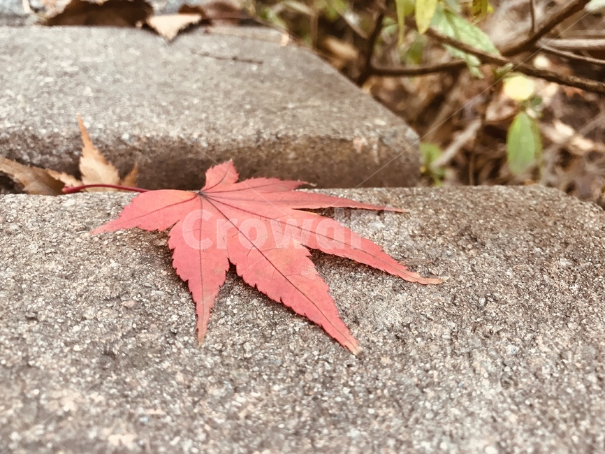단풍잎,가을,빨강,고독,외로움,가을,계절,fall,autumn,season,leaf,잎,plant,식물,tree,나무