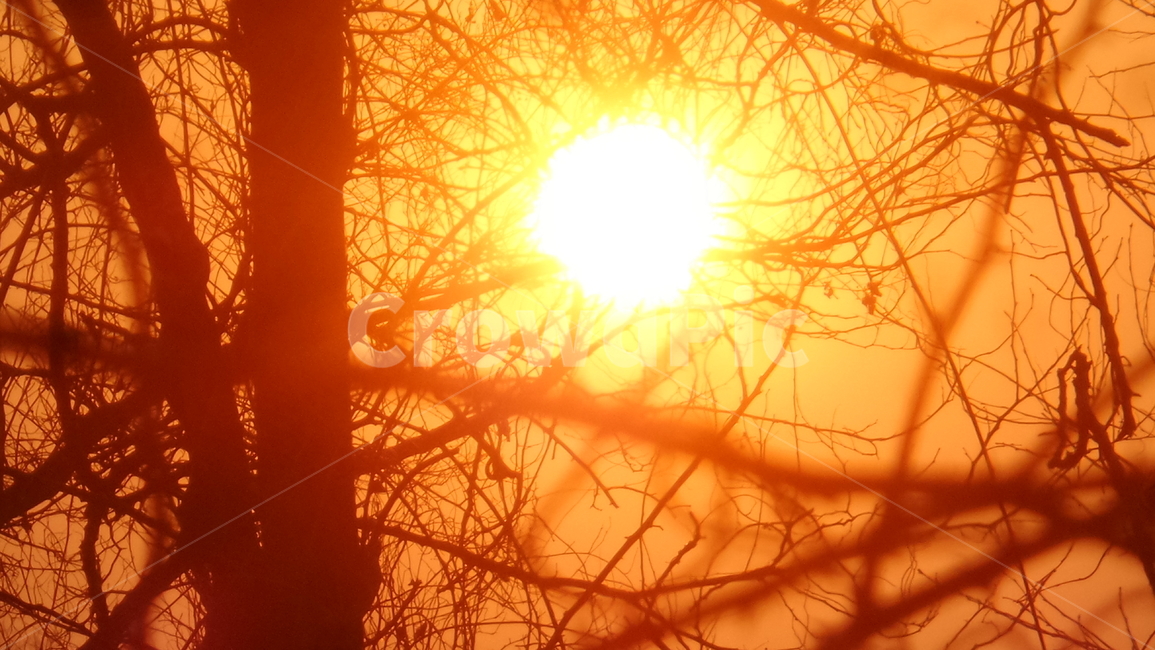 해,태양,해넘이,석양,자연,나무,sun,자연,풍경,nature,landscape,flare,플레어,light,빛,sunlight,햇빛