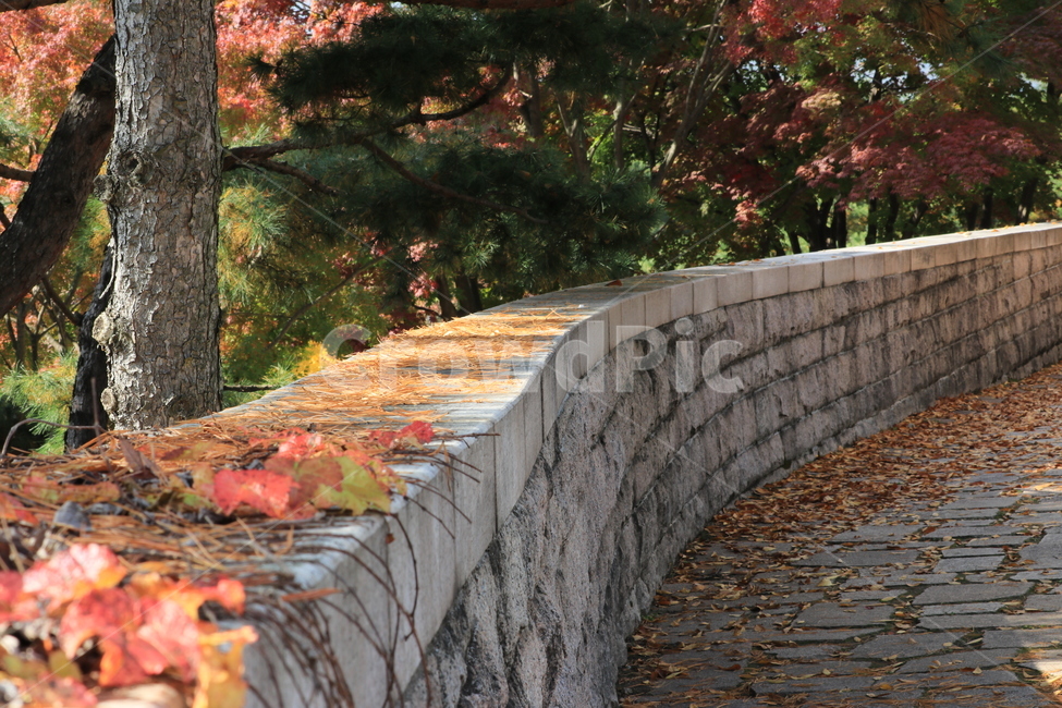 가을,낙엽,autumn,fall,leaves,fallenleaves,가을,계절,fall,autumn,season,자연,풍경,nature,landscape,walkway,보도,path,통로,tree,나무,plant,식물