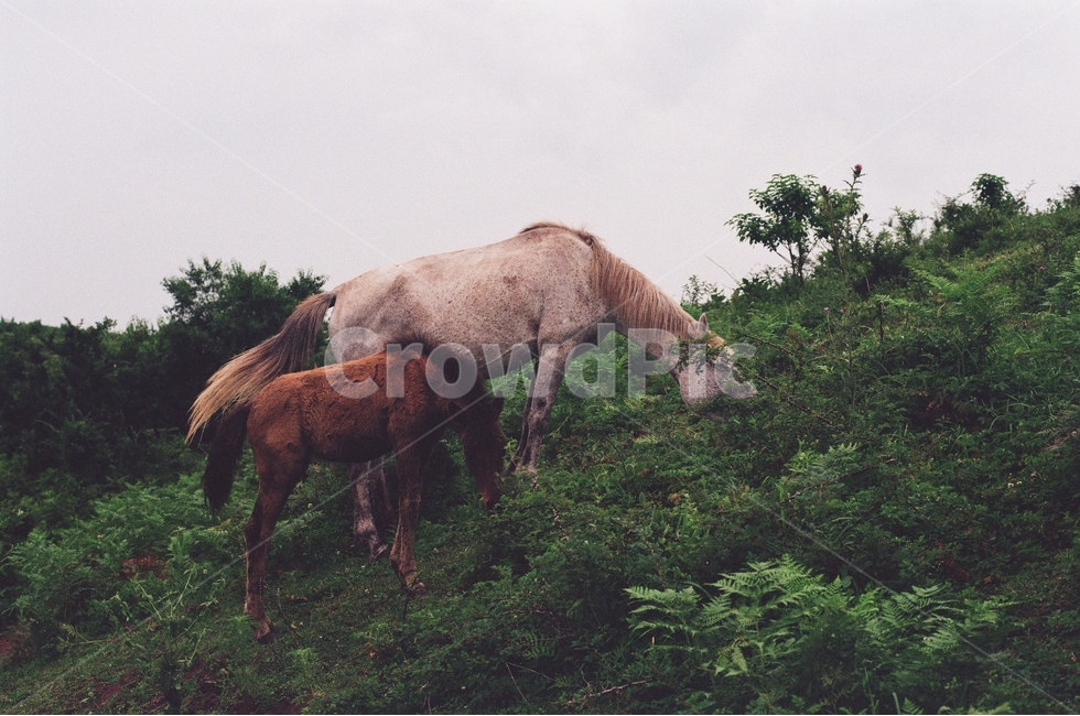 말,풀,자연,동물,흰말,갈색말,필름사진,동물,animal,포유류,mammal,감성,sensible,feeling,산업,industry,industrial,목축업,목장,livestock farming,ranching,pasture