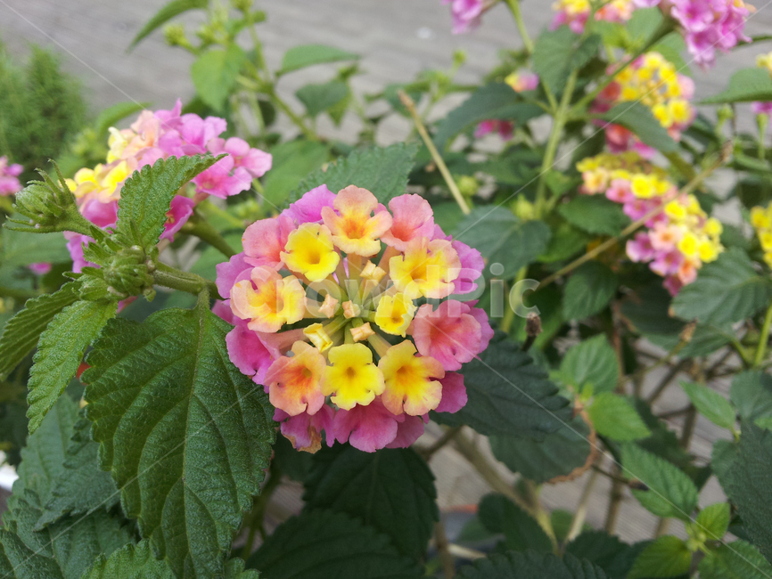 plant,식물,blossom,flower,꽃,산책,란타나,lantana,조합,정원수,정원,garden,향기,aroma,자연,nature,클로즈업,꽃,flower