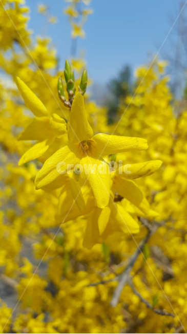 꽃,식물,근접,봄,flower