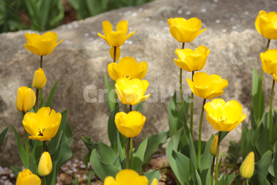 튤립,꽃밭,봄,봄꽃,flower,tulip,노랑,yellow,꽃,plant,식물