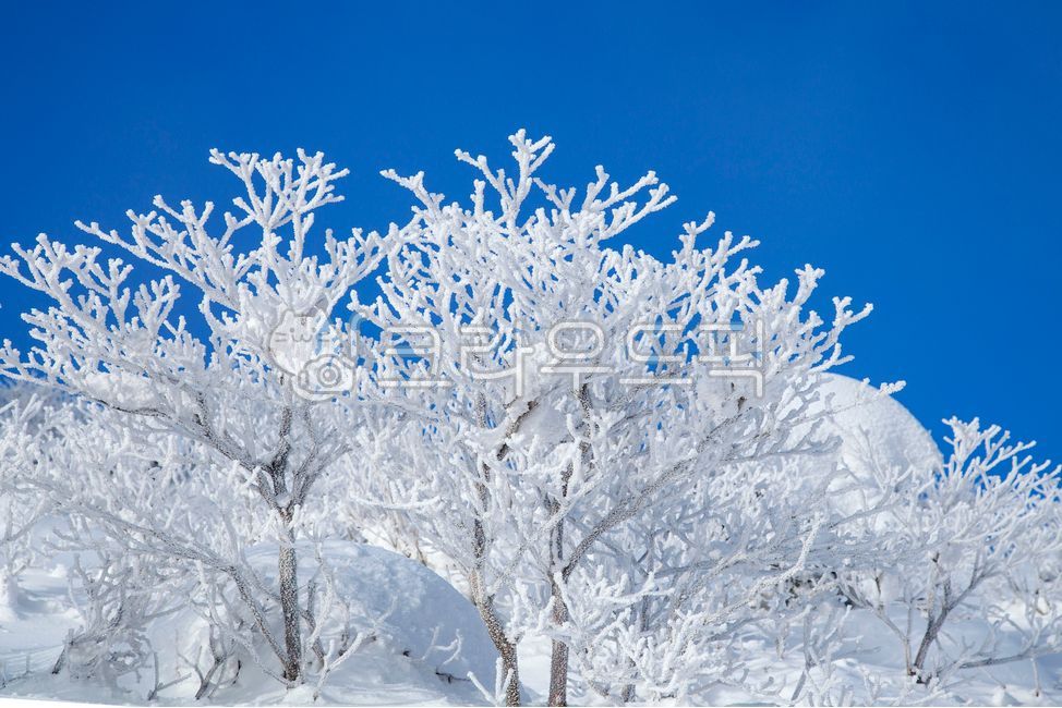 겨울,설경,눈,덕유산,상고대,nature,자연,weather,날씨,mountain,산,outdoors,옥외,tree,나무,sky,하늘,winter,파란하늘