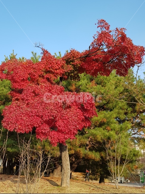 단풍,나무,가을,tree,plant,가을,계절,fall,autumn,season,식물,maple