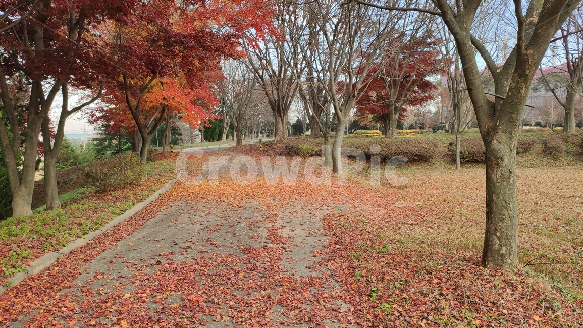 단풍길,가로수,경치,가을단풍,tree,나무,plant,식물,maple,단풍,가을,계절,fall,autumn,season,식물,자연,plants,nature,나무,trees,wood