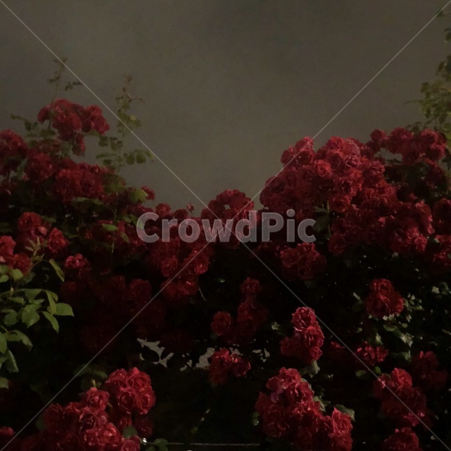 꽃,장미,분위기,빨간색,빨간장미,밤,저녁,식물,자연,plants,nature,꽃,flower