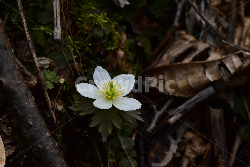 모데미풀,야생화,봄,꽃,풀꽃,자연,식물,식생,plants,nature,spring,season,flower