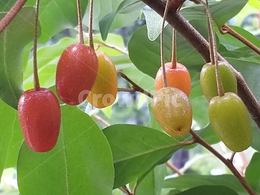식물,보리수,사찰열매,절,fruit,food,plant,음식,과일,열매,fruit