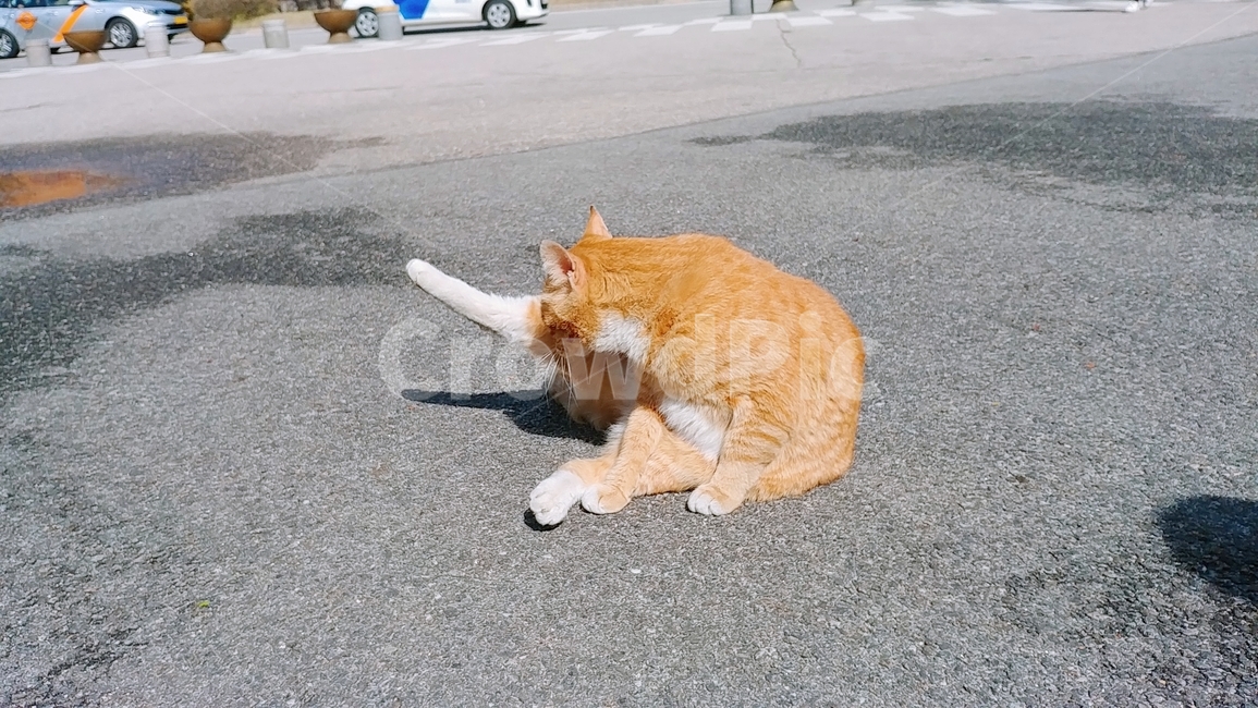 고양이,cat,길고양이,동물,animal,귀여운,cute,동물,animal,포유류,mammal,고양이,cat,kitten,kitty