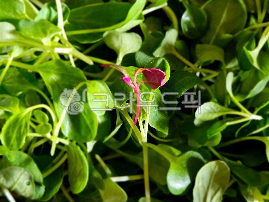 초록,새싹,새싹채소,웰빙,건강,어린잎