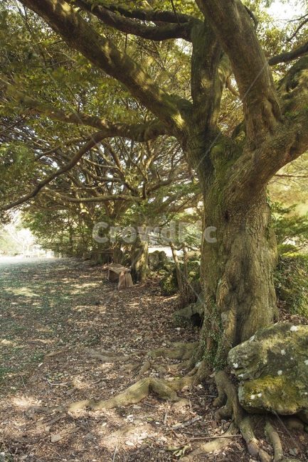 숲,녹색,산책,휴식,감성,tree,나무,plant,식물,treetrunk,나무줄기,햇살,벤치