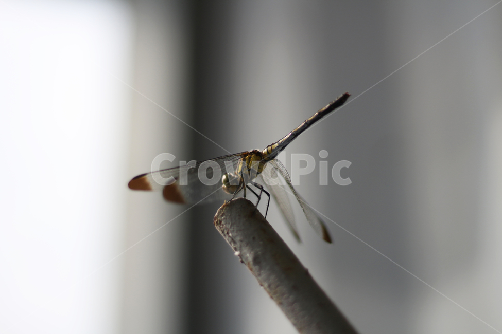 잠자리,곤충,벌레,dragonfly,bug,동물,animal,곤충,벌레,insect,bug
