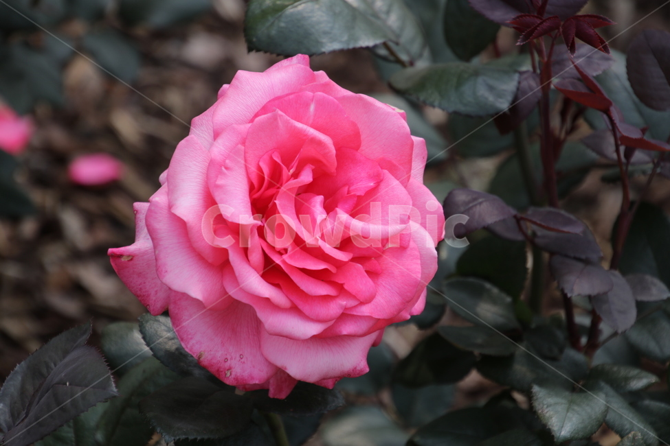 장미,봄,늦봄,화려한,예쁜,꽃,봄꽃,봄꽃축제,장미공원,rose,colorful,spring,flower,flowerfestival,beautiful,꽃한송이,분홍,분홍색,pink,아름다운,정원,garden,꽃봉우리,blossom,식물,자연,plants,nature,꽃,flower