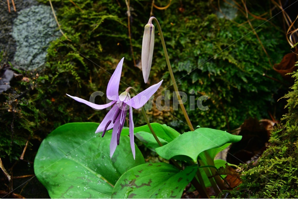plant,식물,blossom,flower,꽃,야생화,봄꽃,얼레지,얼레지꽃,보라색,보라색꽃,식물,자연,plants,nature,꽃,flower