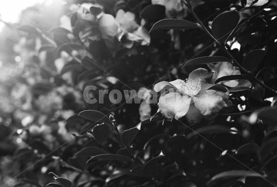 꽃,동백꽃,겨울,제주도,동백,흑백,모노톤,monochrome,black and white