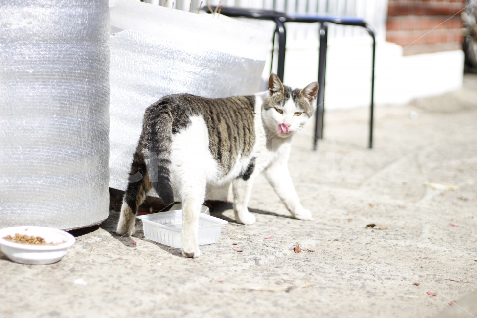 고양이,반려동물,유기묘,길냥이,애완동물,cat,pet,kitten,아기고양이,코숏,코리안숏헤어,동물,animal,햇살,햇볕,일광욕,sunshine,캣맘,캣대디,동물,animal,고양이,cat,kitten,kitty,포유류,mammal