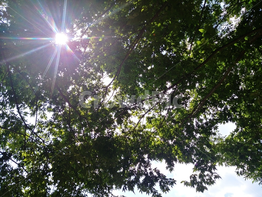 light,빛,플레어,flare,나무그늘,나무사이햇빛,자연,풍경,nature,landscape