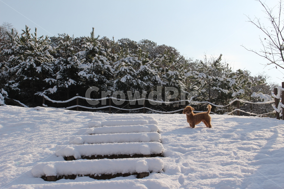 강아지,눈밭,겨울,눈,애완견,한겨울,겨울,계절,winter,season,동물,animal,포유류,mammal,개,강아지,dog,doggy