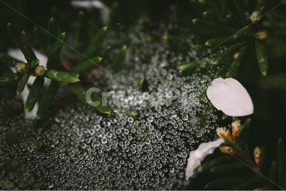 자연풍경,식물,감성사진,꽃,봄,4월,벚꽃,봄,계절,spring,season,식물,자연,plants,nature,꽃,flower,감성,sensible,feeling,비,비오는날,rain,rainy,plant
