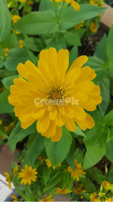 봄,식물,꽃,근접,flower