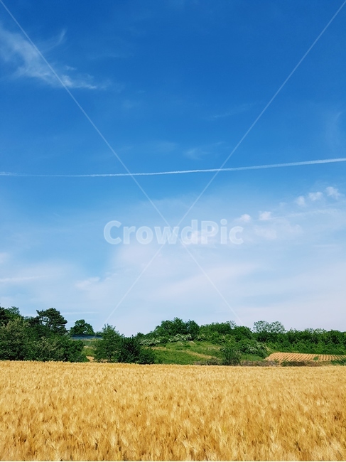 보리,보리밭,노랑,늦봄,파랑하늘,풍경,자연,풍경,nature,landscape,식물,plants,산업,industry,industrial,농업,농사,agriculture,farming,farming industry,field,들,outdoors,옥외,plant