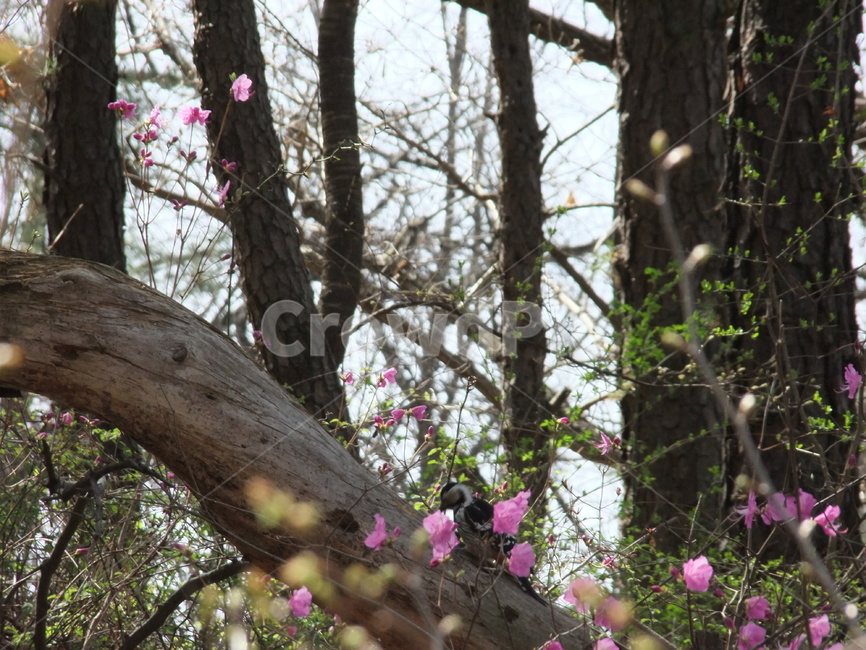 숲,봄,꽃,딱따구리,나무,봄,계절,spring,season,식물,자연,plants,nature,꽃,flower,동물,animal,조류,새,birds,plant