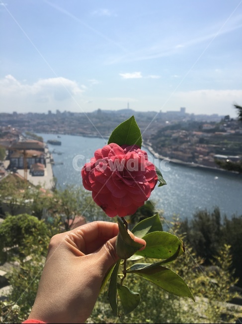 동백꽃,빨간꽃,봄,꽃잎,꽃,공원,강배경,도우루강,포르투,camellia,flower,spring,douro,porto