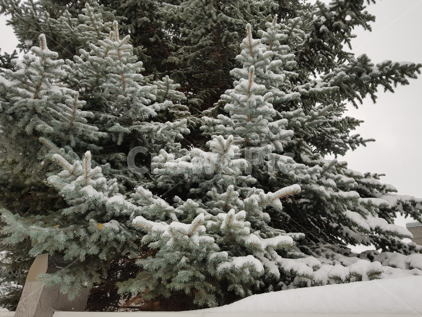 캘거리,첫눈,눈,풍경,경치,snow,겨울,계절,winter,season