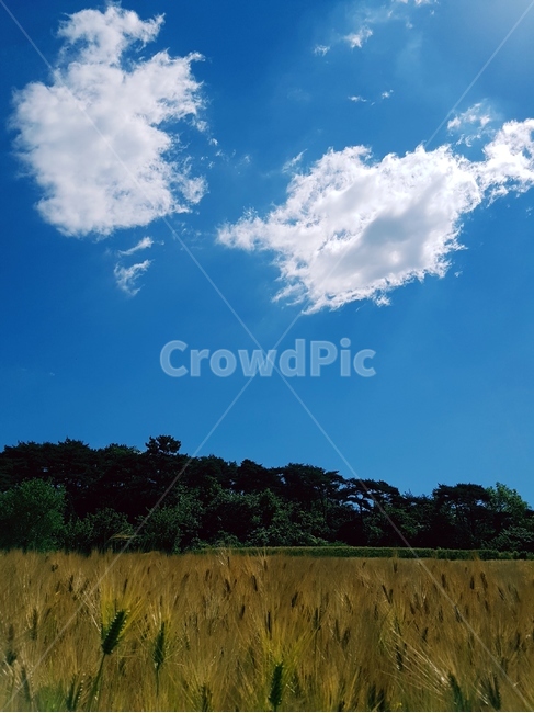 보리,보리밭,파랑하늘,구름,노랑,풍경,자연,풍경,nature,landscape,outdoors,옥외