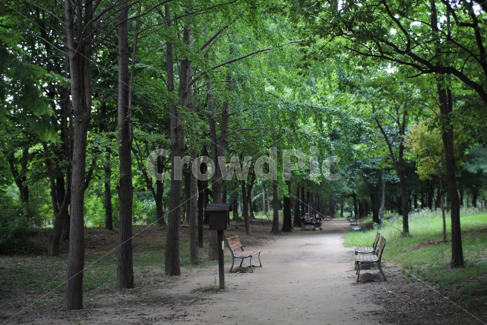 나무,숲,벤치,bench,outdoor,옥외,tree,여름,summer,forest,식물,자연,nature,자연,풍경,nature,landscape