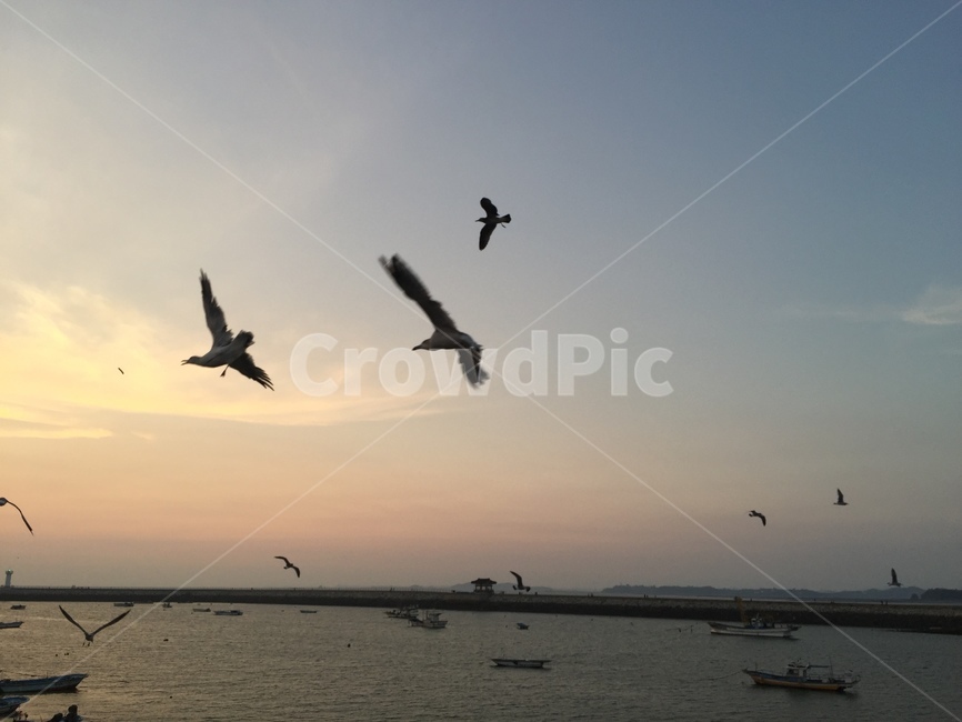 동물,animal,나는,flying,새,bird,바다,노을,석양