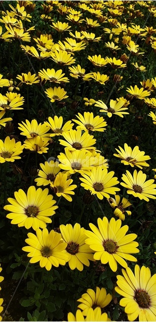 꽃,꽃밭,노란꽃,노란색,flower
