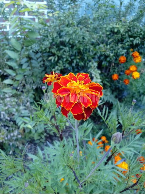꽃,식물,plant,flower,금송화,금잔화,하국,도경,식물,자연,plants,nature,꽃,flower