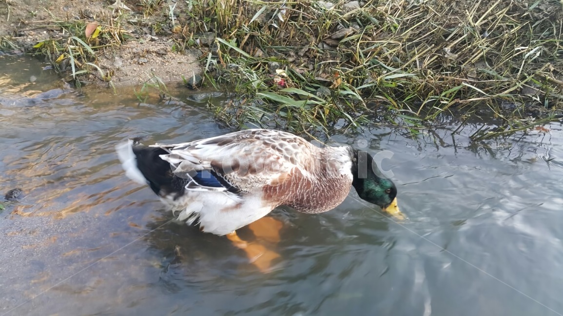 오리,청둥오리,청동오리,조류,동물,자연,duck,동물,animal,조류,새,birds