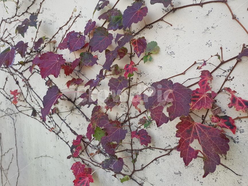 단풍,넝쿨,담쟁이,가을,담장,식물,식물,자연,plants,nature