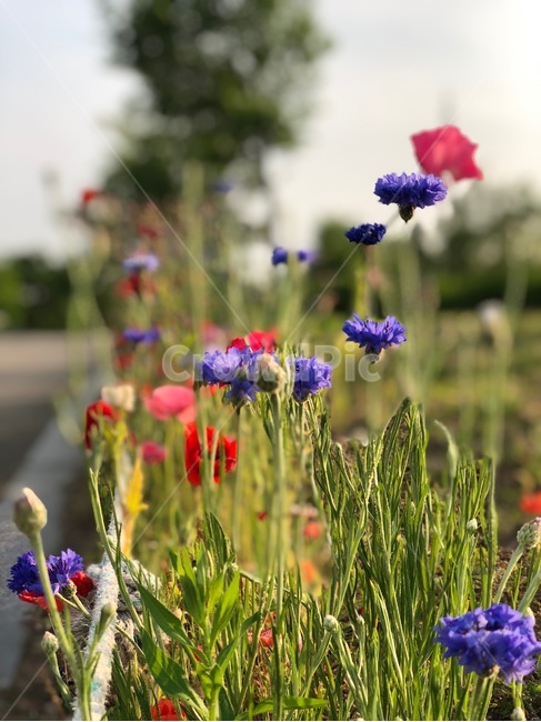 꽃,자연,flower,꽃봉오리,식물,풀,파란꽃,빨간꽃,연두색