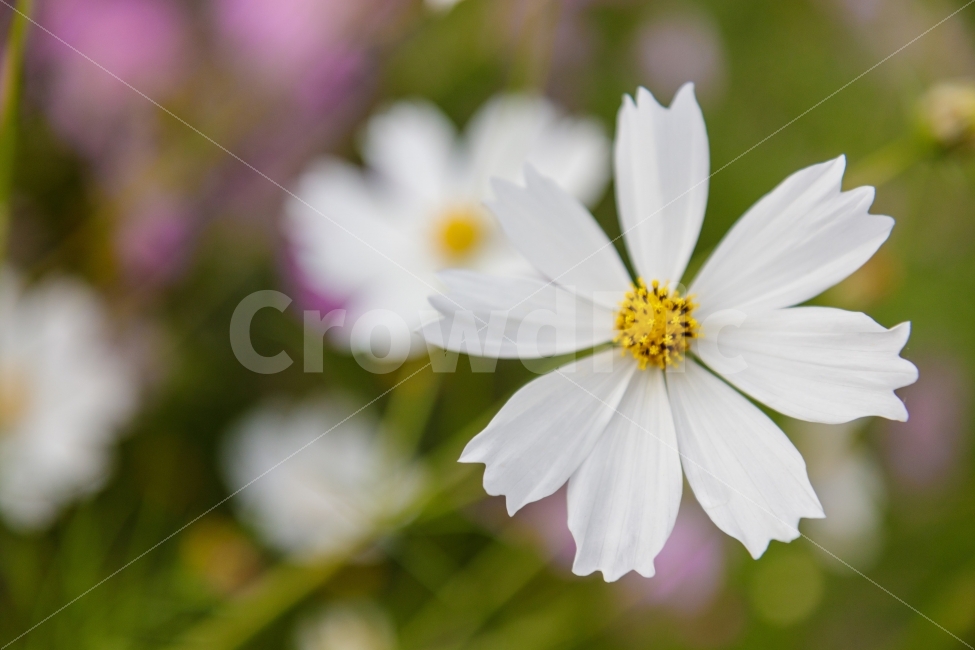 가을,꽃,flower,코스모스,cosmos,가을,계절,fall,autumn,season,식물,자연,plants,nature,꽃,flower,plant