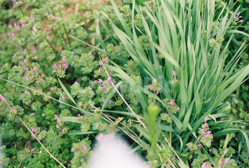 잡초,풀,식물,plant,들판
