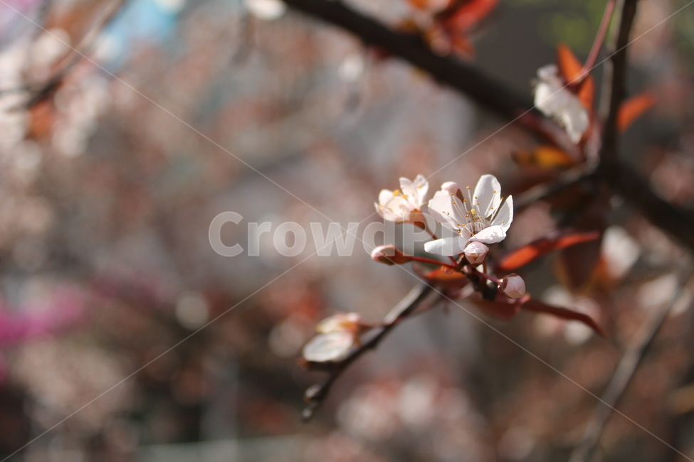 꽃,자연,봄,벛꽃,sakura,flower,식물