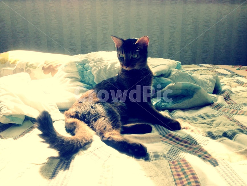 고양이,반려묘,아비시니안,집사,cat,귀여운고양이,귀여움,큐트,근엄한고양이,냥냥이,동물,animal,포유류,mammal,고양이,cat,kitten,kitty