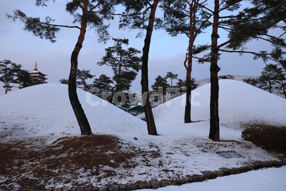 소나무,설경,겨울,경주,대릉,눈덮인,고요한,평화로운,자연,풍경,winter,snow,감성