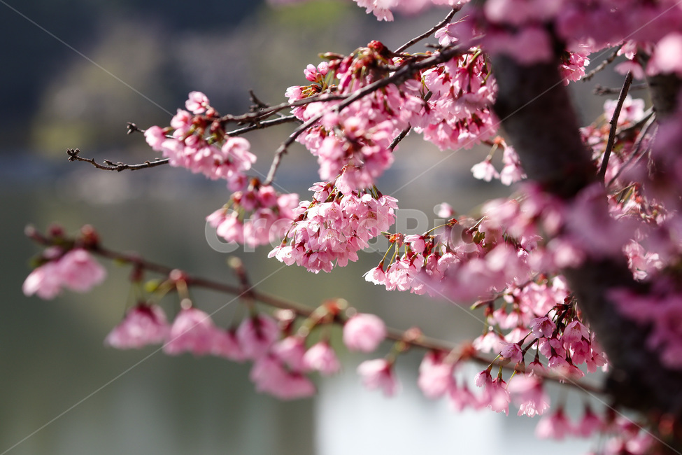 봄,봄날,봄꽃,꽃,벚꽃,아름다운,식물,계절,분홍,pink,cherryblossom,spring,flowers,beautiful,season