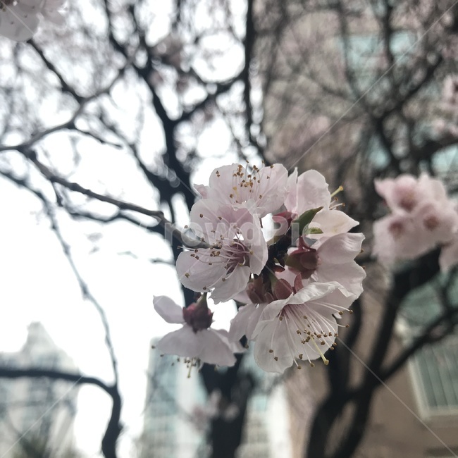 봄,벚꽃,꽃,자연,분홍