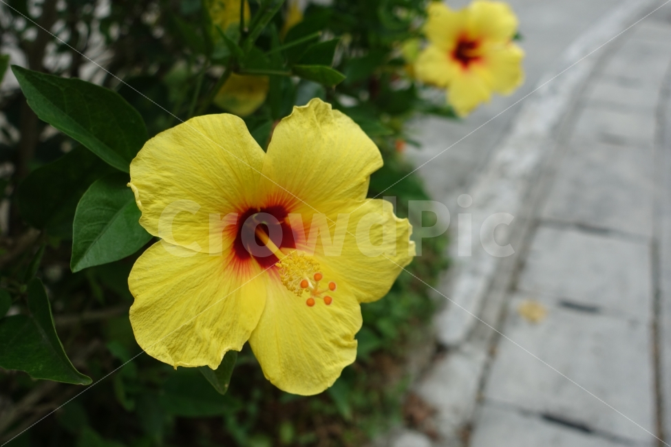 꽃,플라워,히비스커스,무궁화,노랑,오키나와,식물,자연,plants,nature,꽃,flower